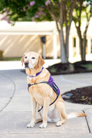 Facility Dogs