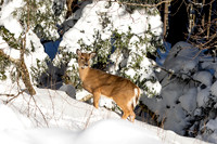 Snowshoe Trip 2025